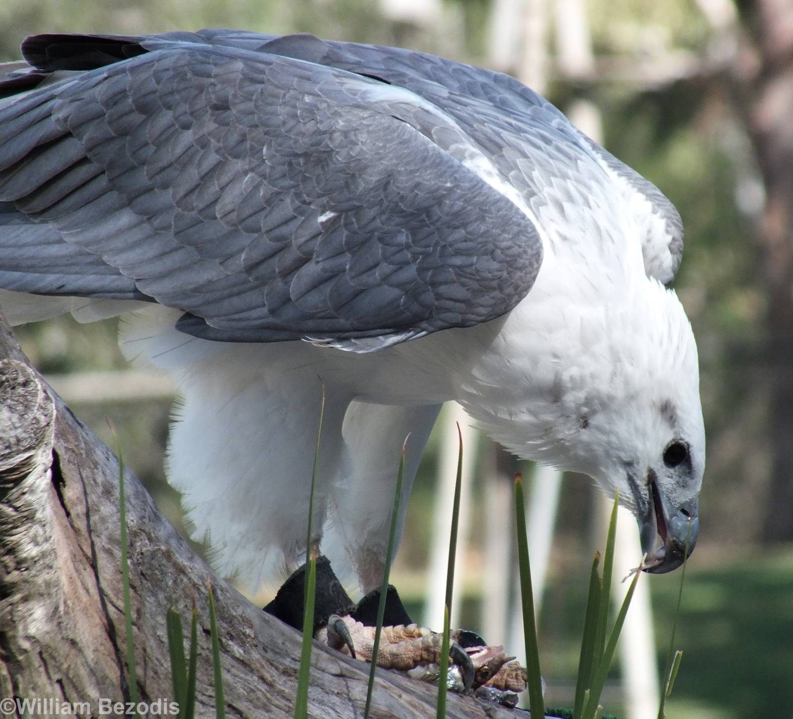 White-bellied Sea-eagle