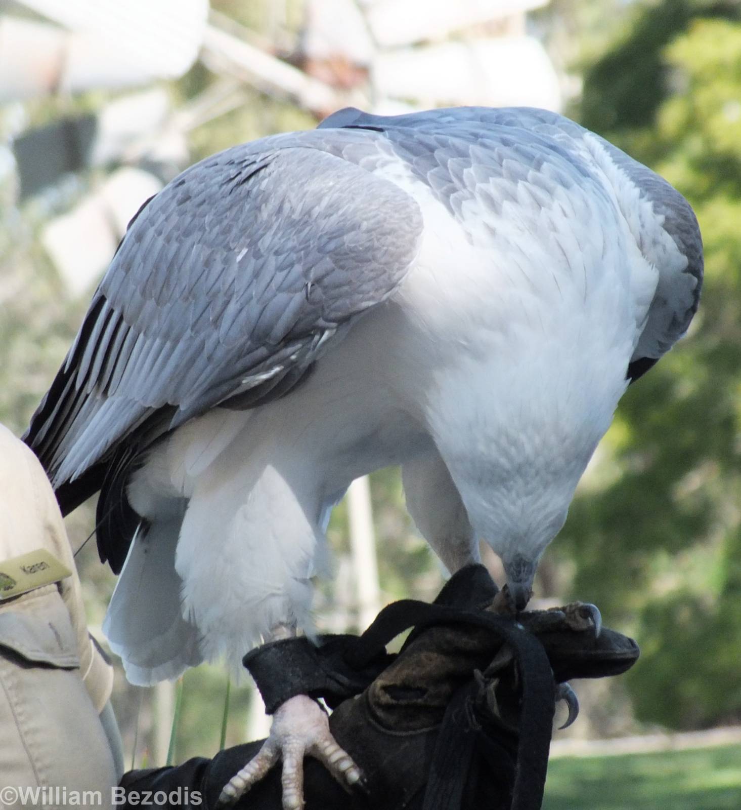 White-bellied Sea-eagle