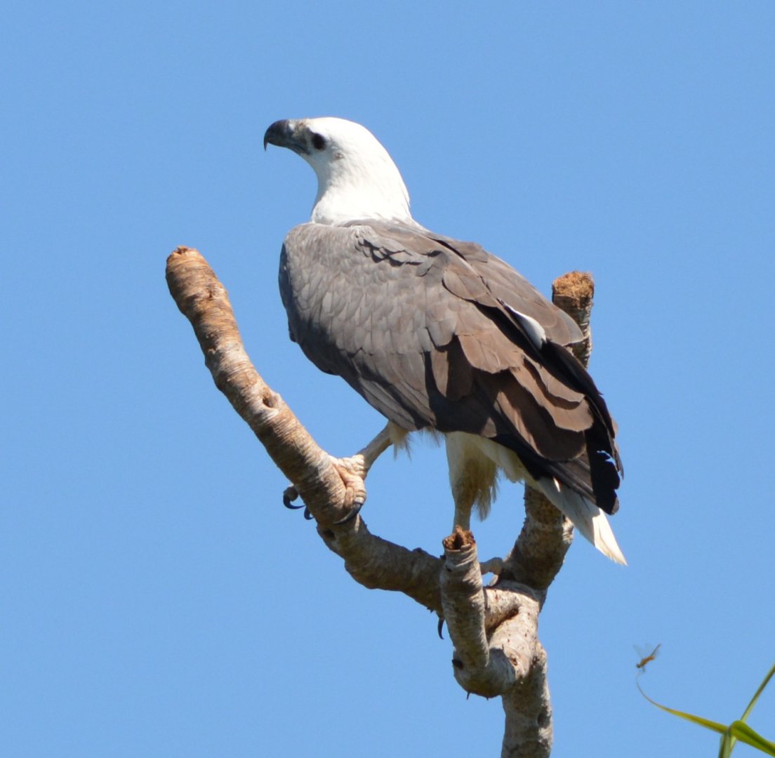 White-bellied sea-eagle