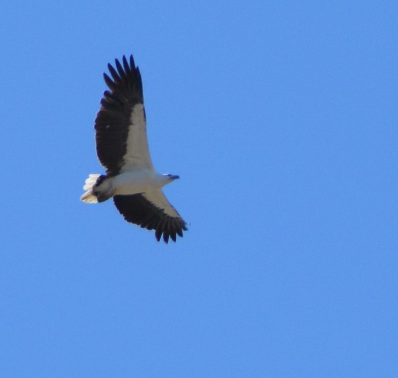 White-bellied sea-eagle