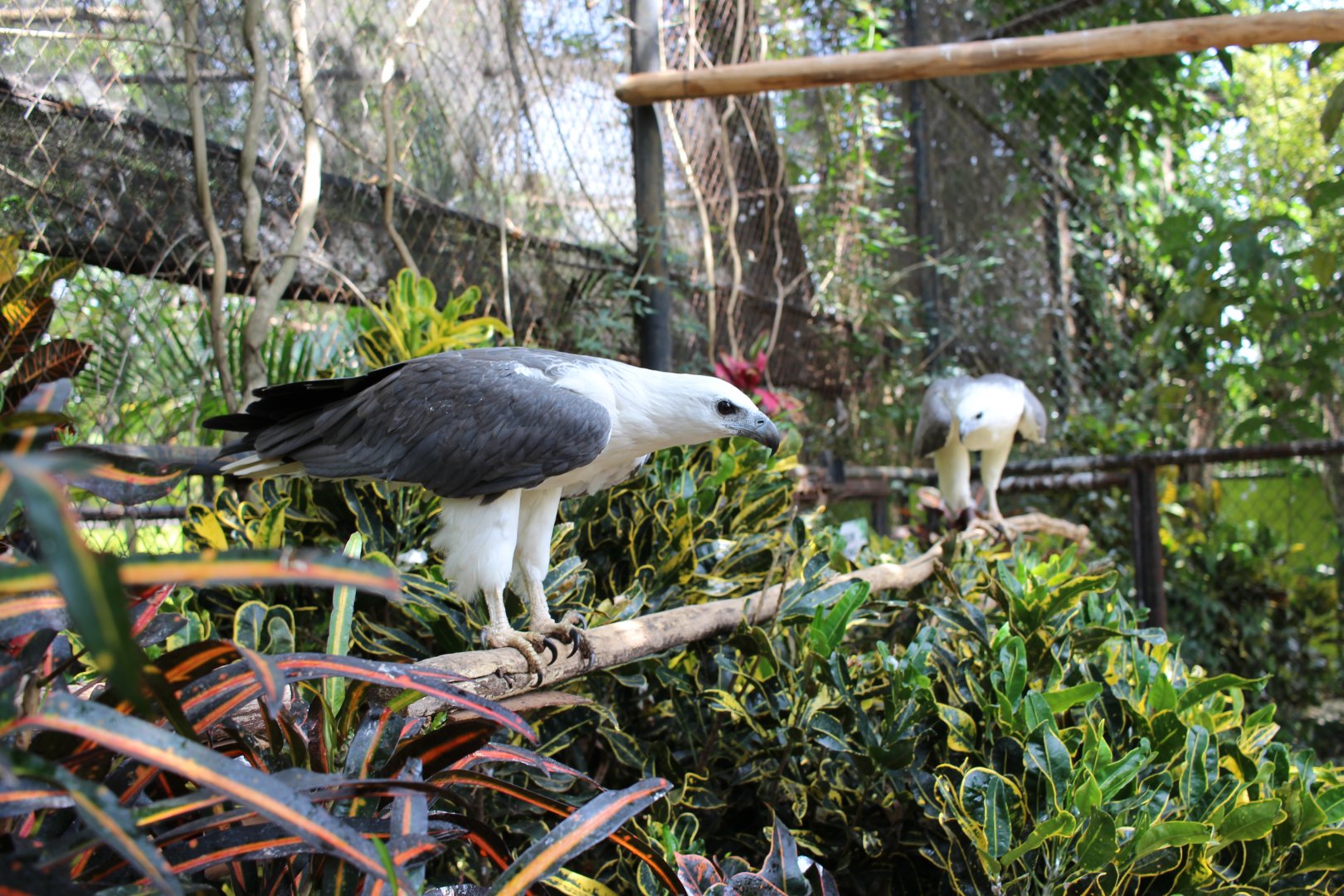 White-bellied Sea-Eagle