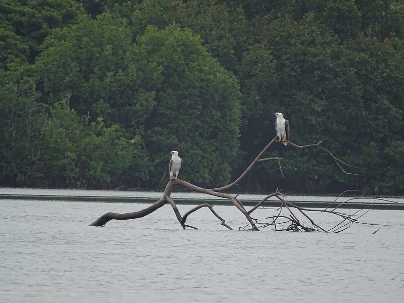 White-bellied sea eagle.