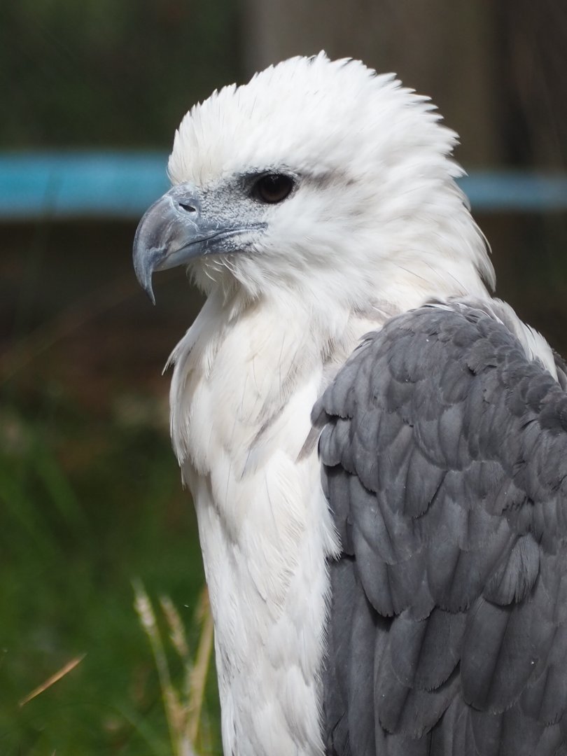 White Bellied Sea Eagle