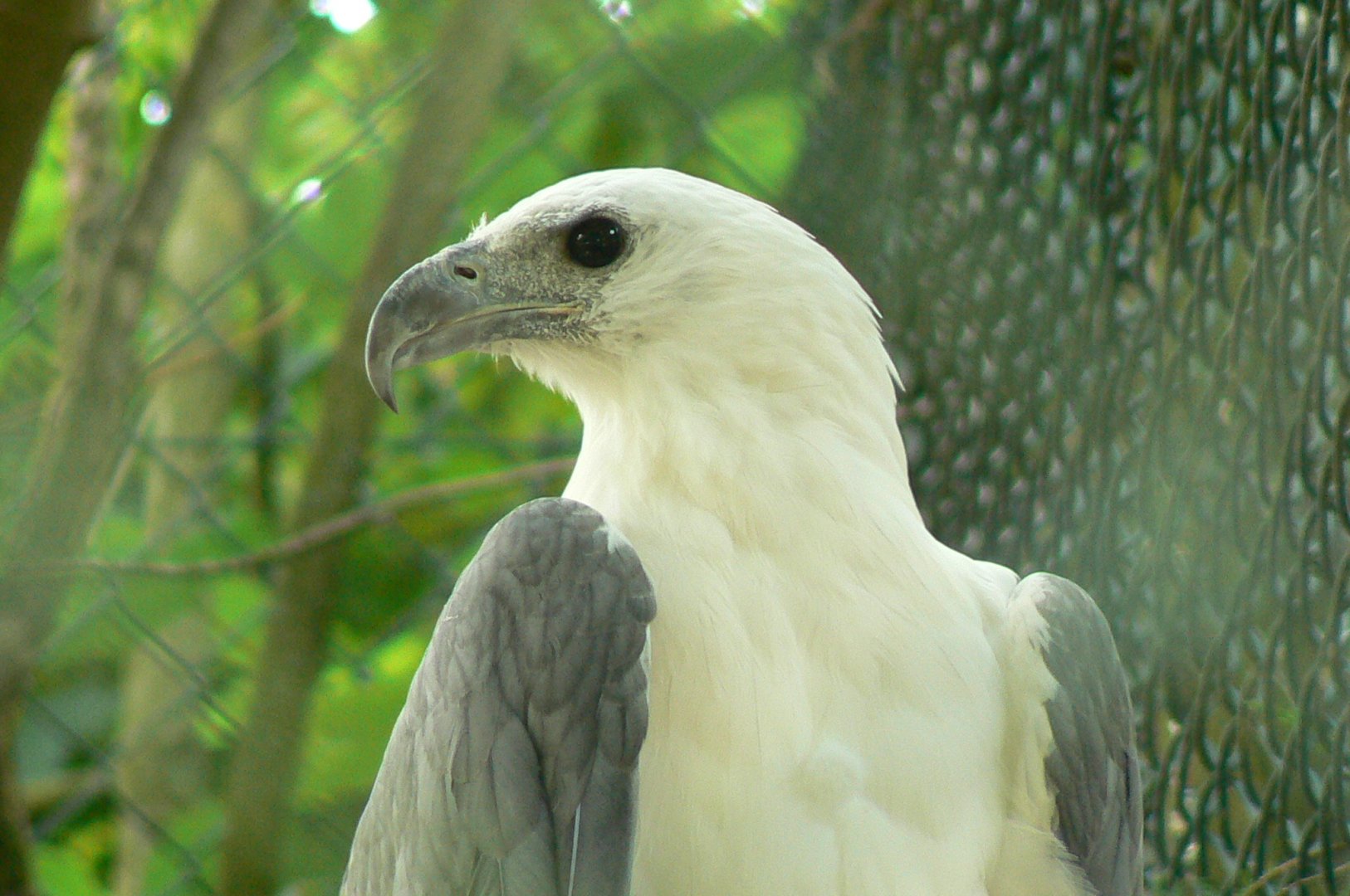 White-bellied sea eagle