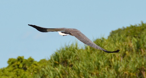White-bellied sea-eagle