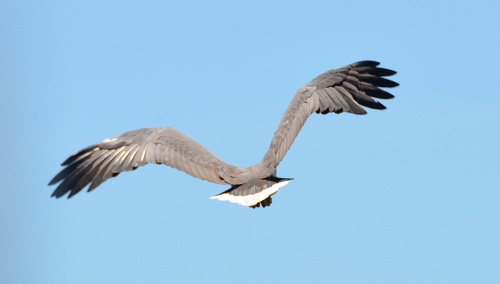 White-bellied sea-eagle