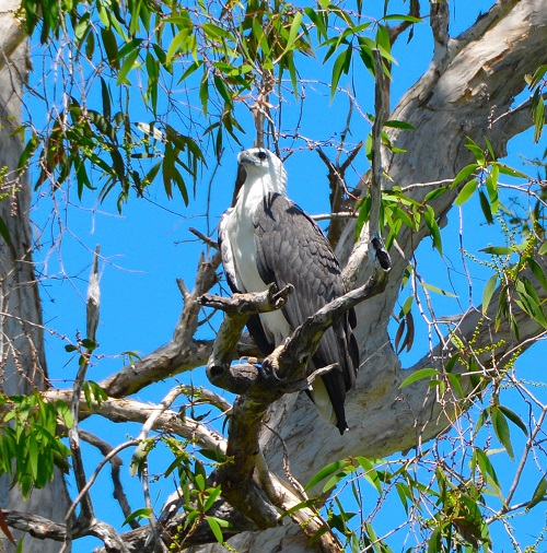 White-bellied sea-eagle.