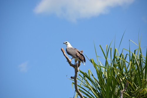 White-bellied sea-eagle.