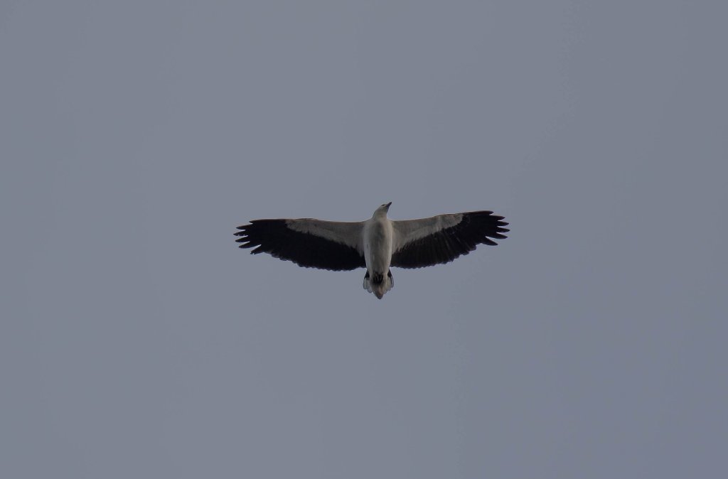 White-bellied Sea Eagle