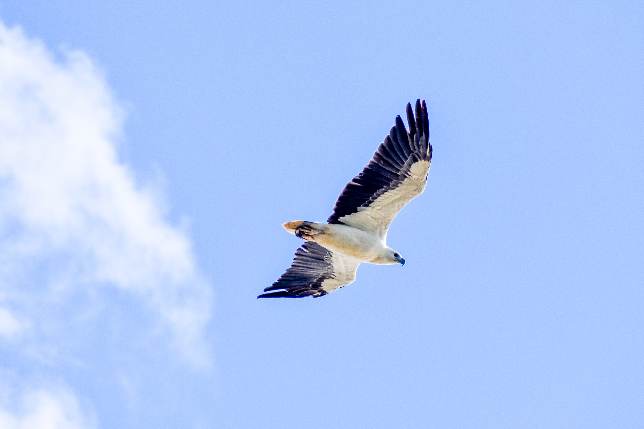 White-bellied Sea-Eagle