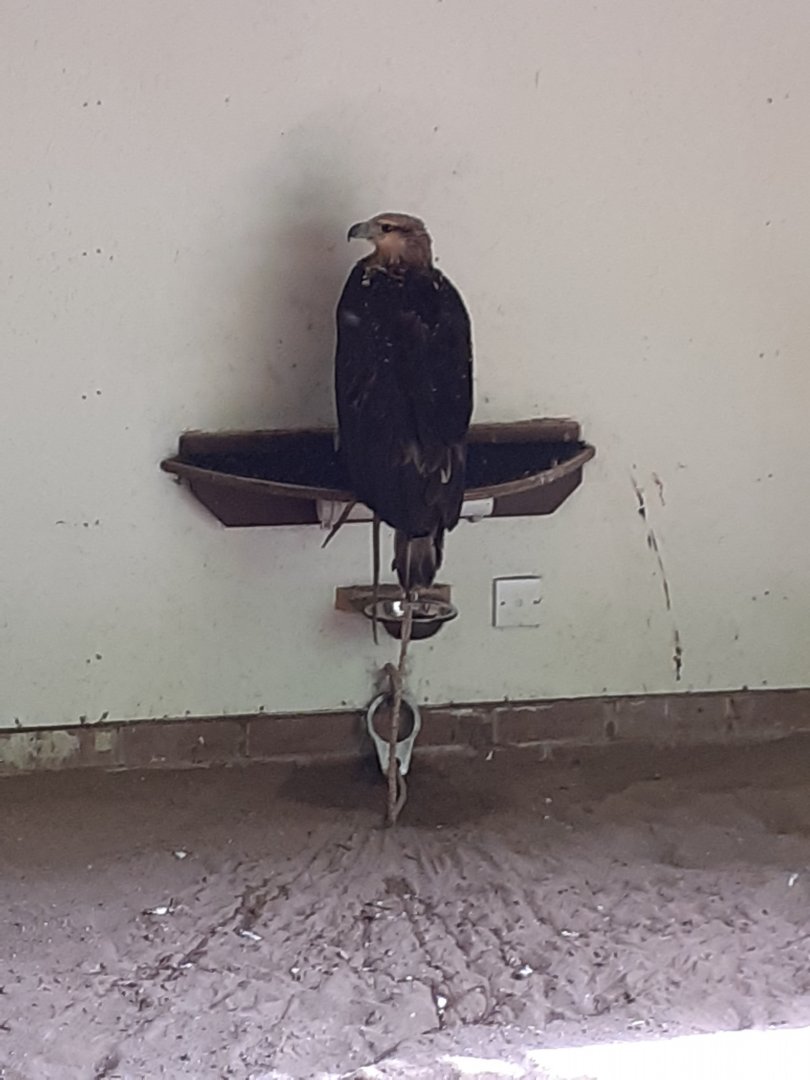 White bellied sea eagle