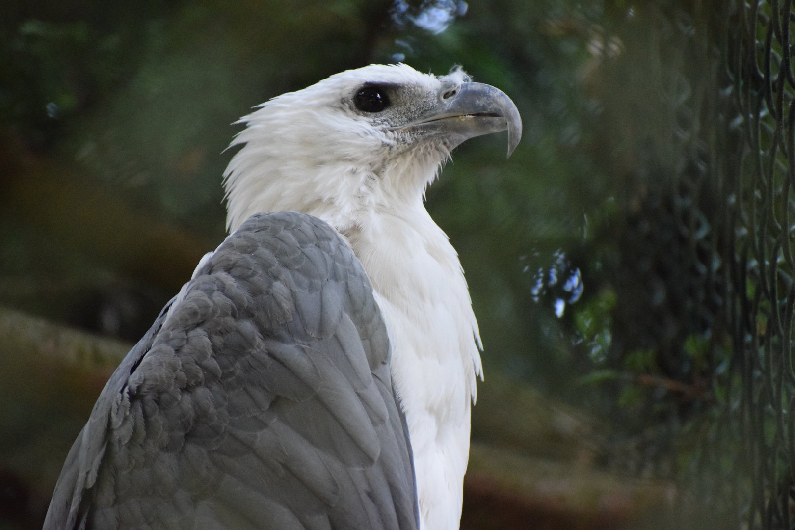 White-bellied Sea Eagle