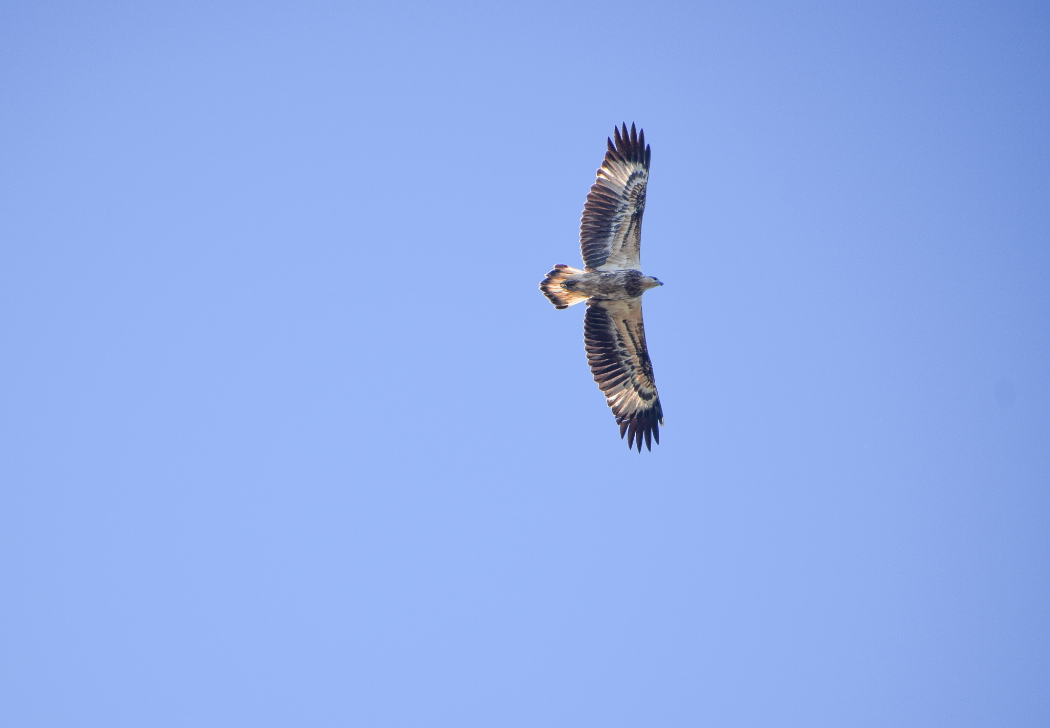 White-bellied Sea-Eagle