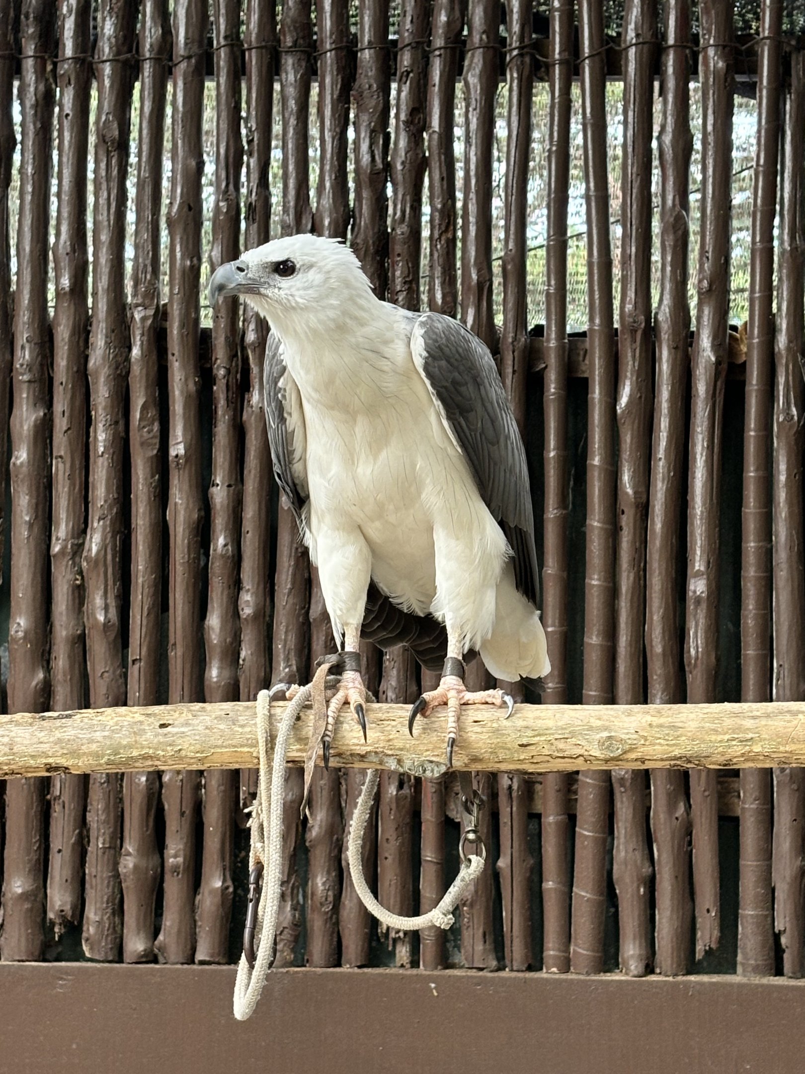 White-bellied Sea Eagle