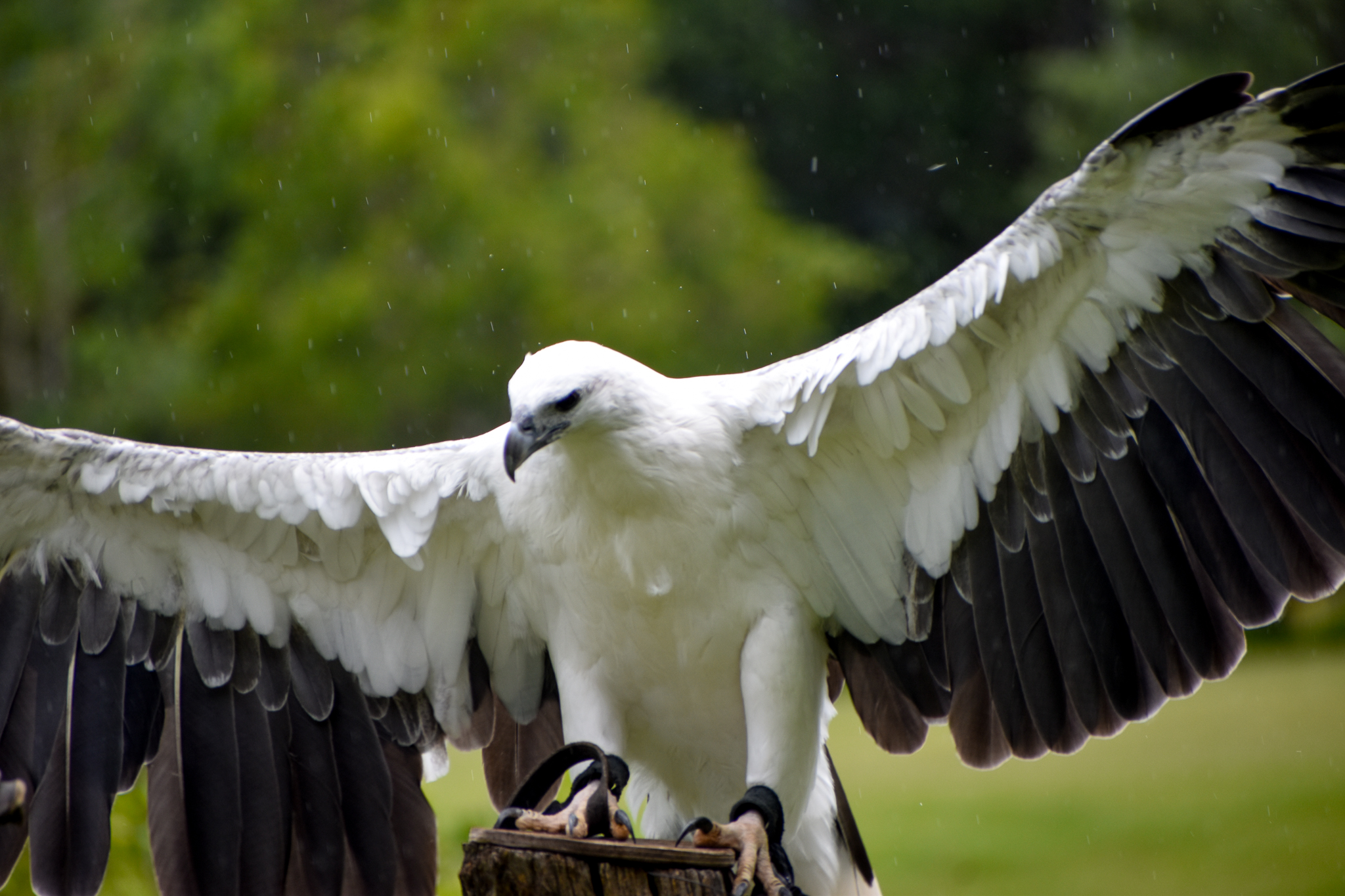 White-bellied Sea-Eagle