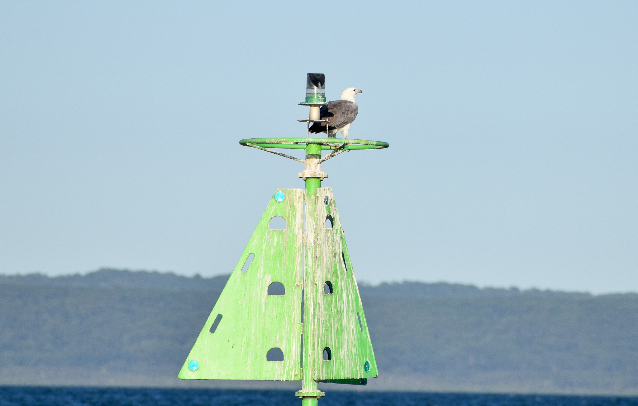 White-bellied Sea-Eagle