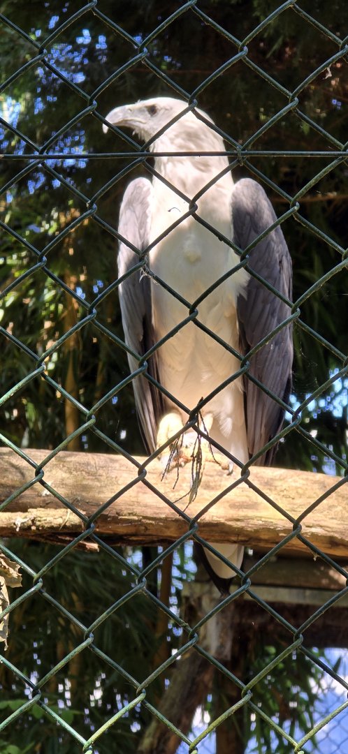 White bellied Sea eagle
