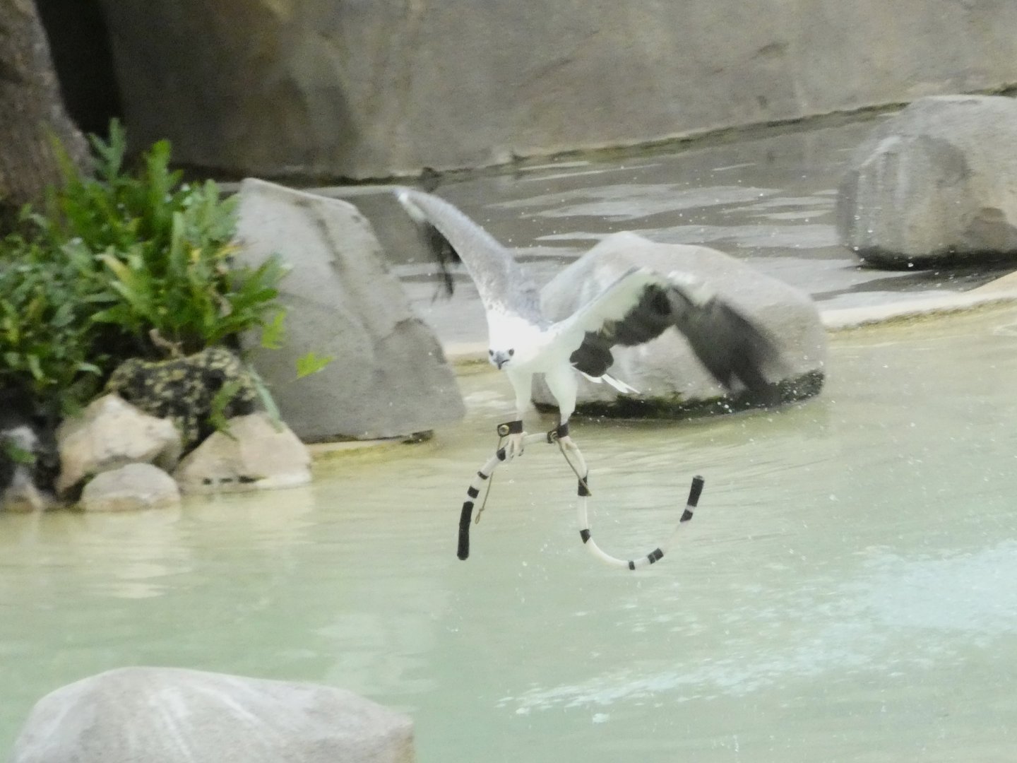 White-bellied sea eagle