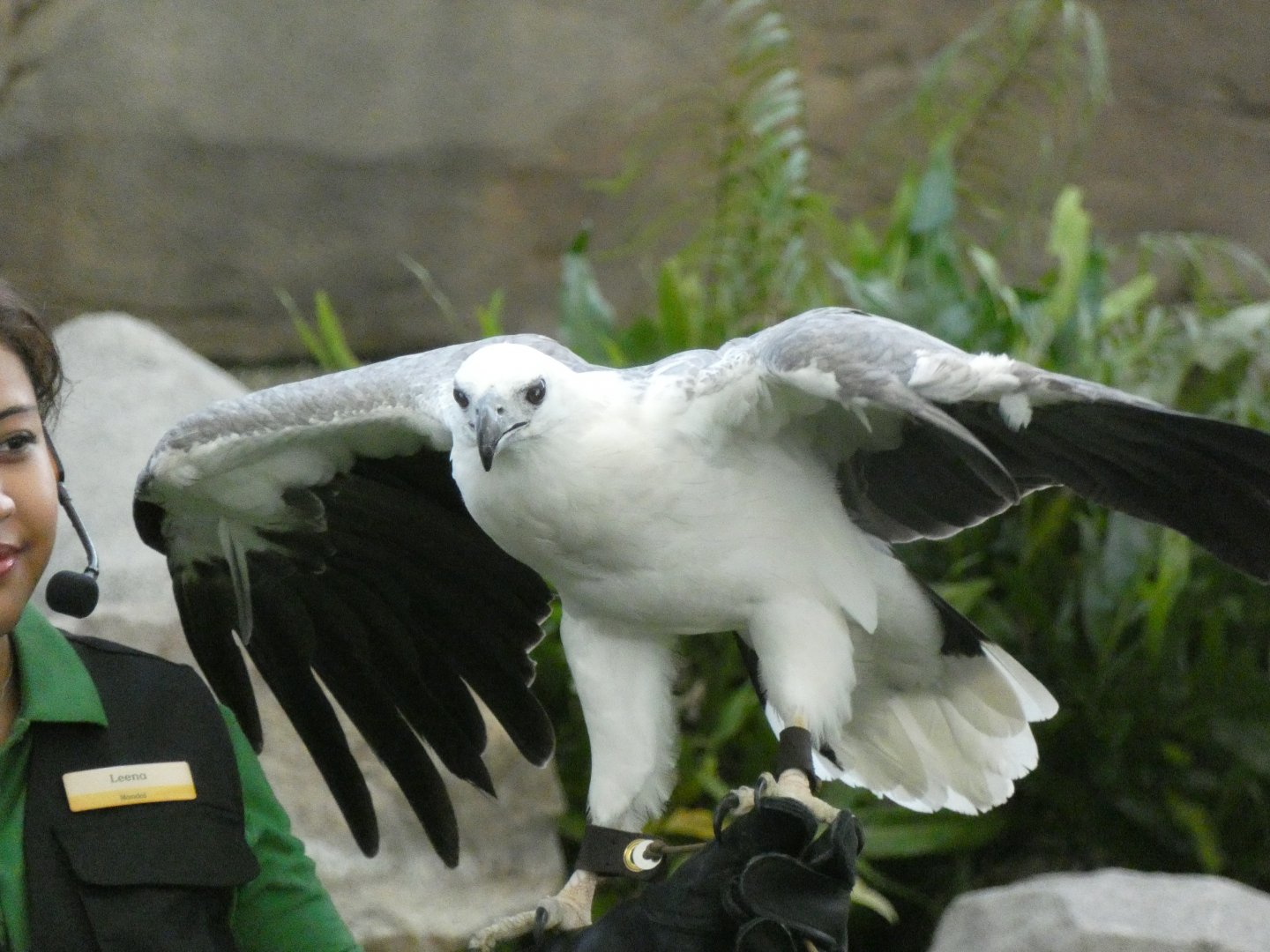 White-bellied sea eagle