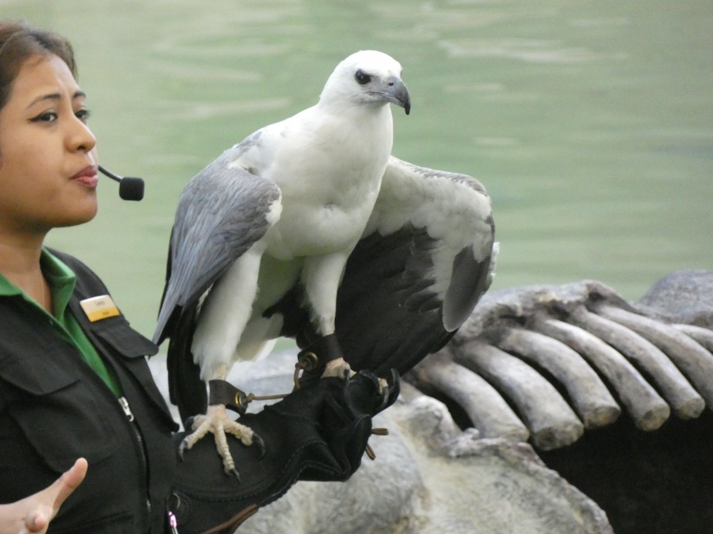 White-bellied sea eagle