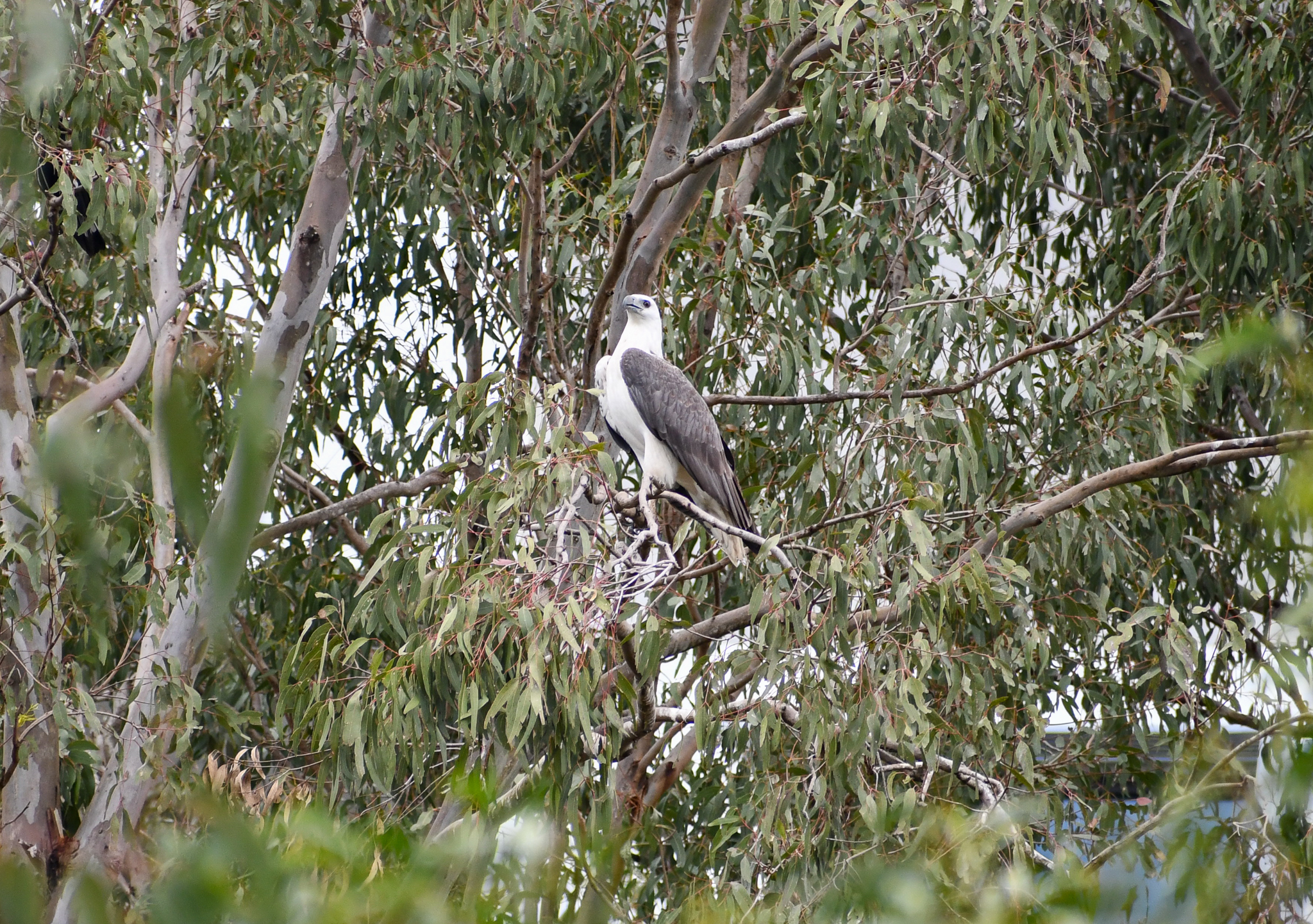 White-bellied Sea-Eagle
