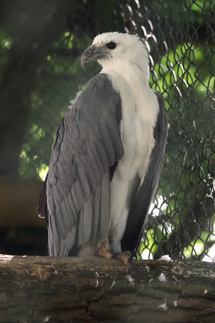 White-bellied sea eagle