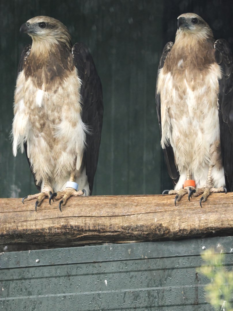 White-bellied sea eagle