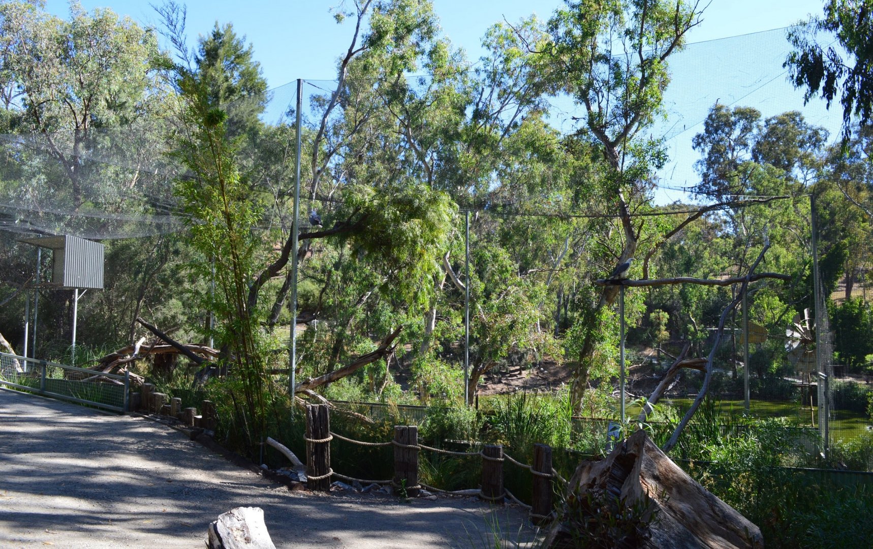 White Bellied Sea Eagles