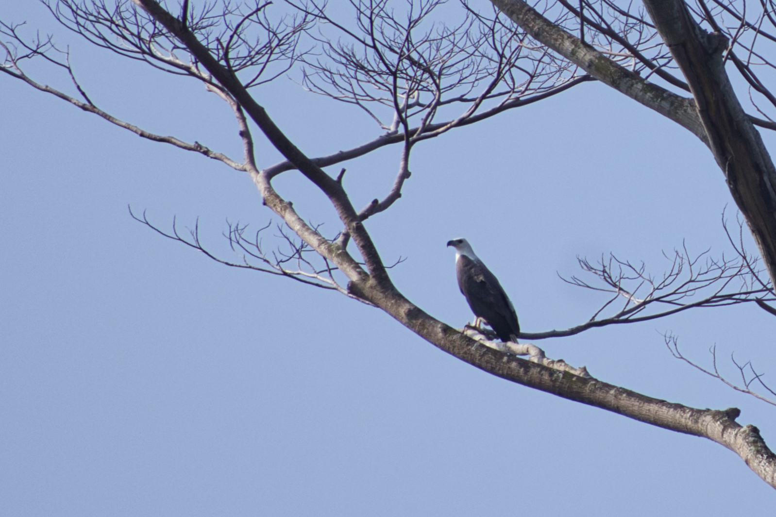 White-bellied Sea  (Icthyophaga leucogaster)