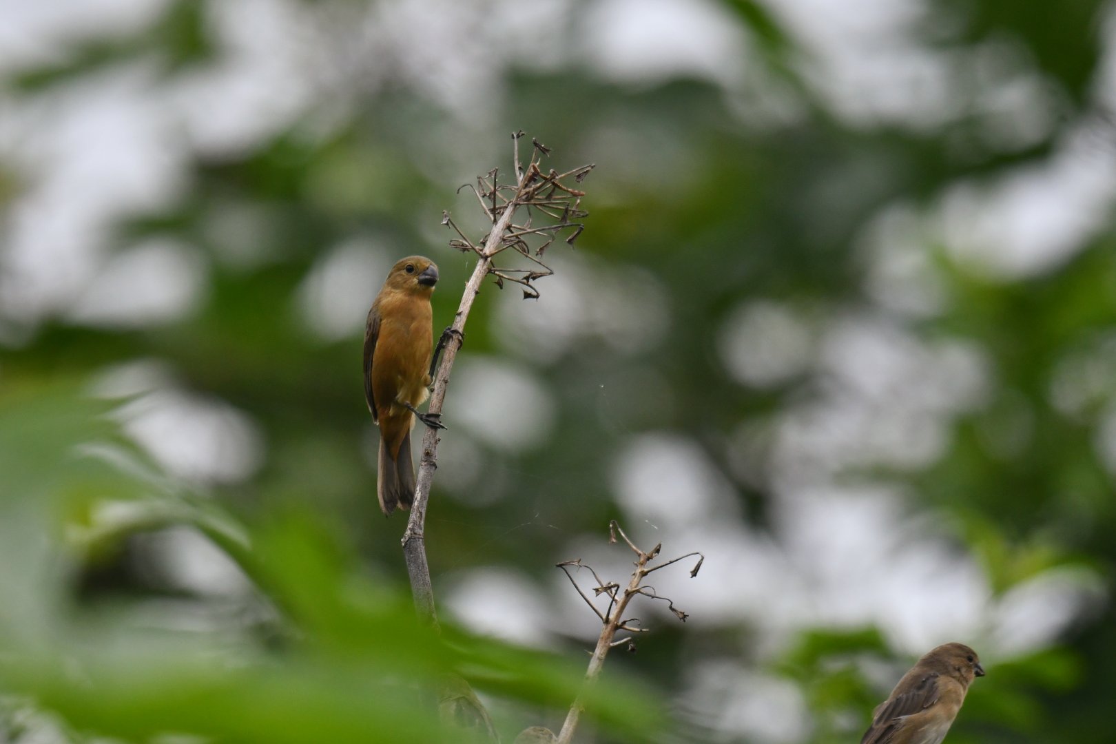 White-bellied Seedeater Sporophila leucoptera