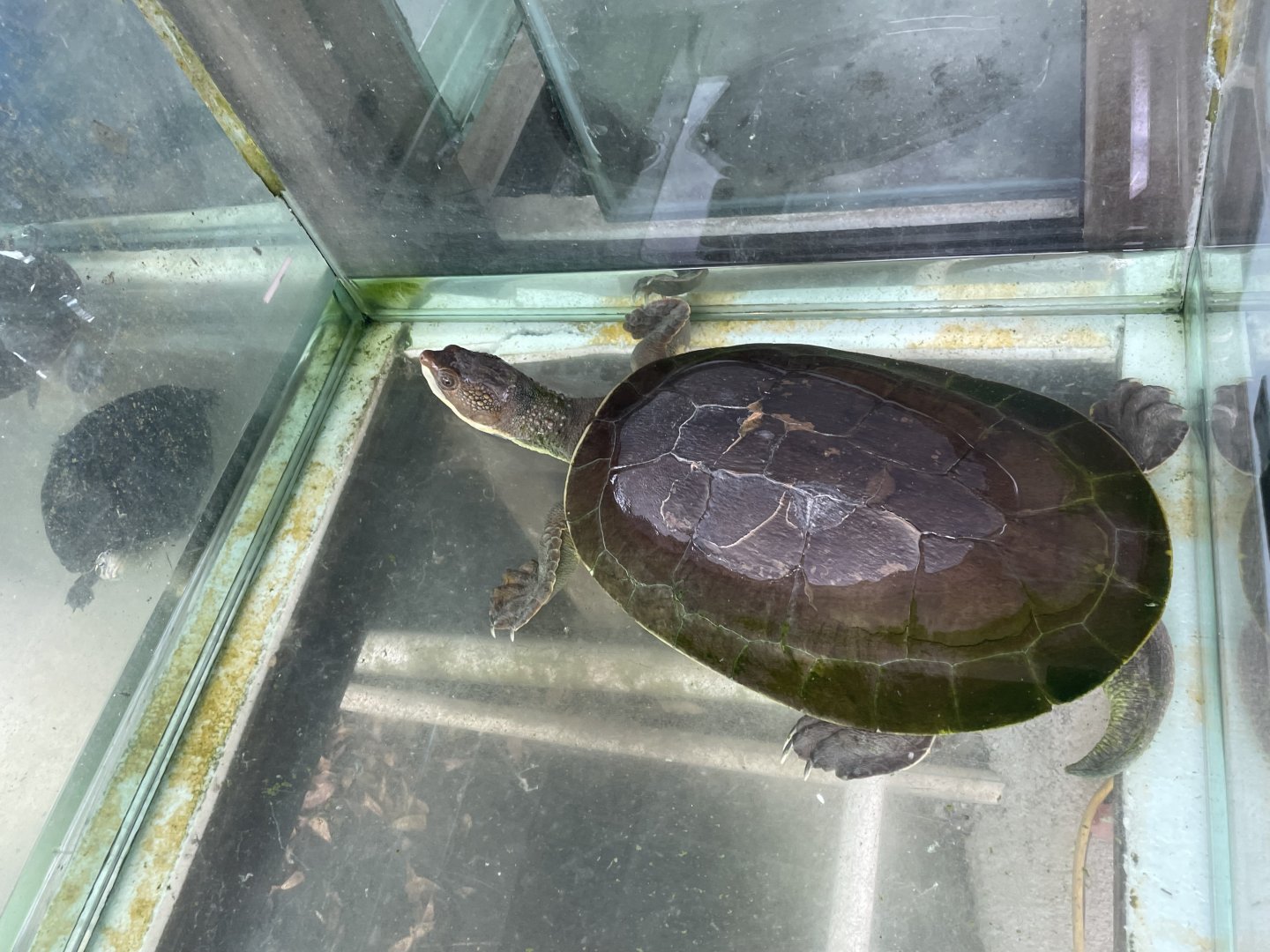 White-bellied Snapping Turtle (Elseya branderhorsti)