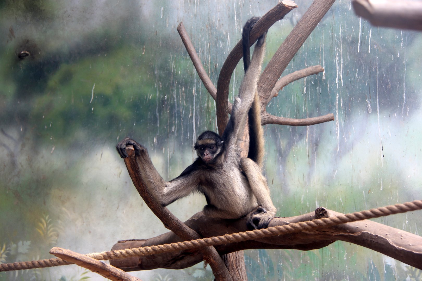 white-bellied spider monkey (Ateles belzebuth)