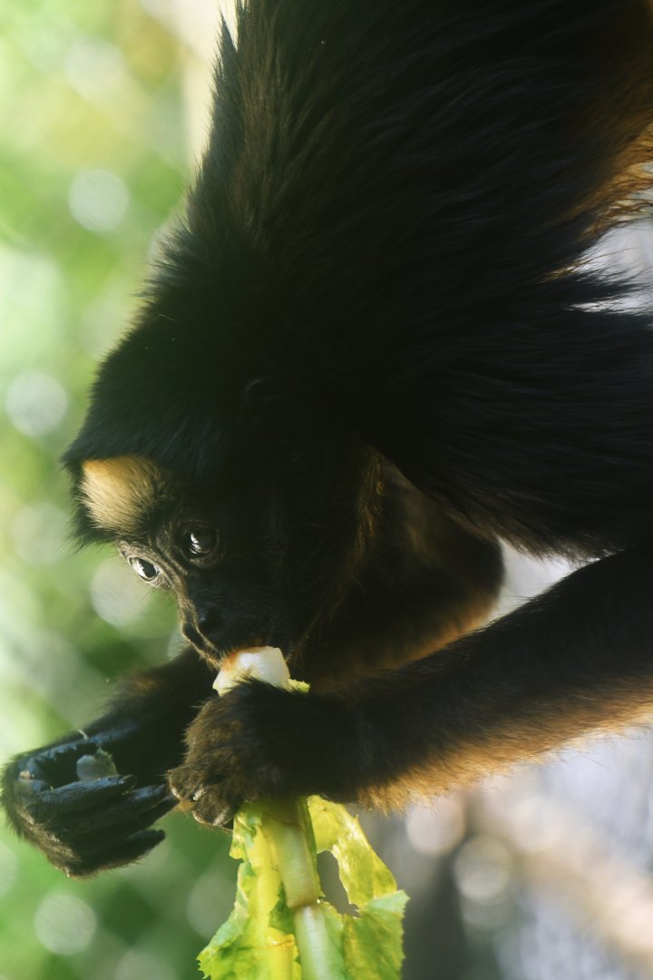 White-bellied spider monkey (Ateles belzebuth)
