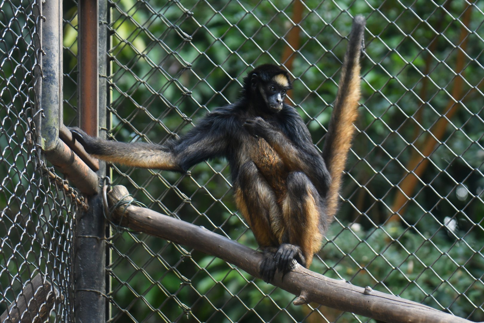 White-bellied spider monkey (Ateles belzebuth)