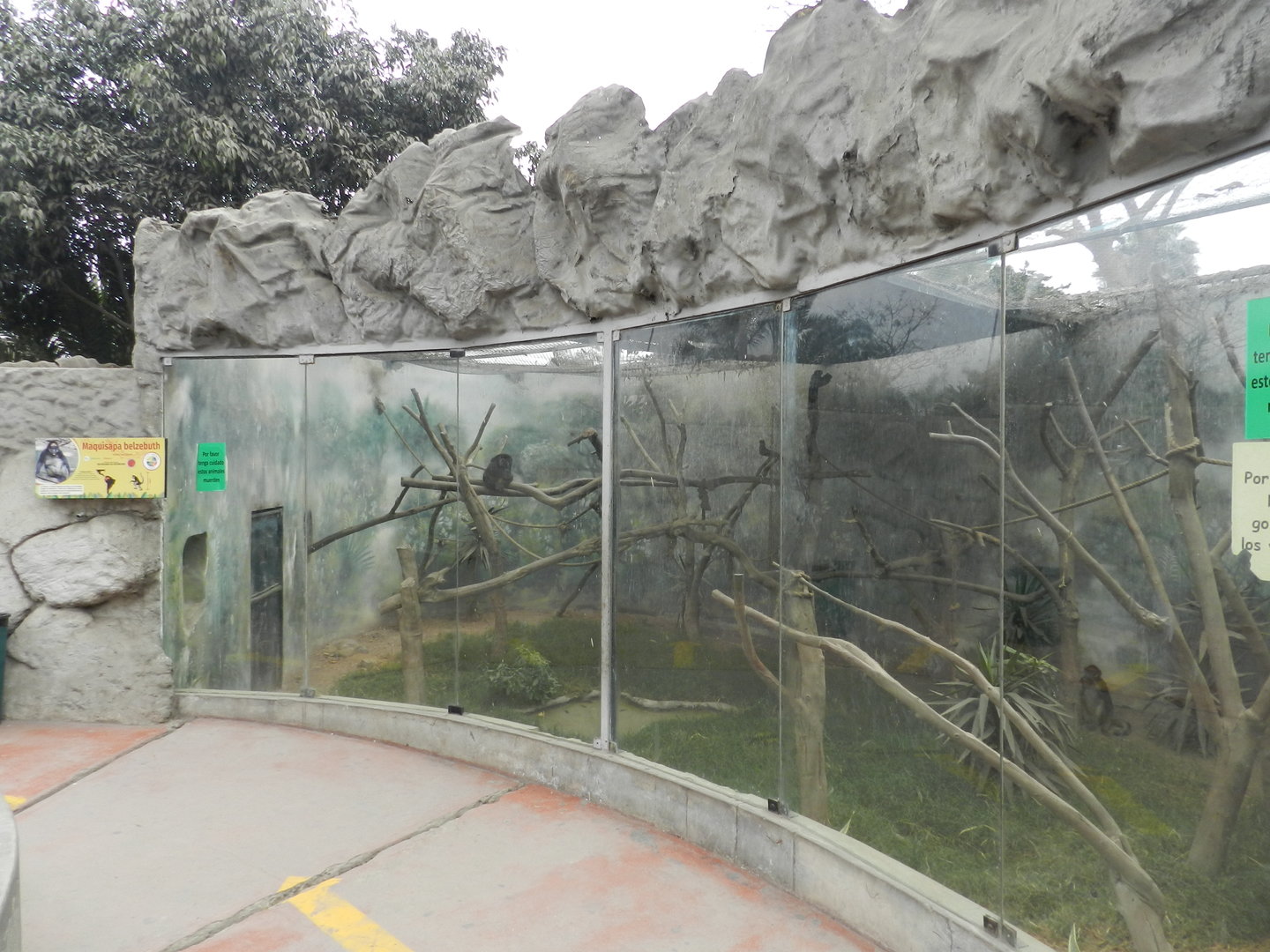 White-bellied spider monkey exhibit - Parque Zoológico Huachipa