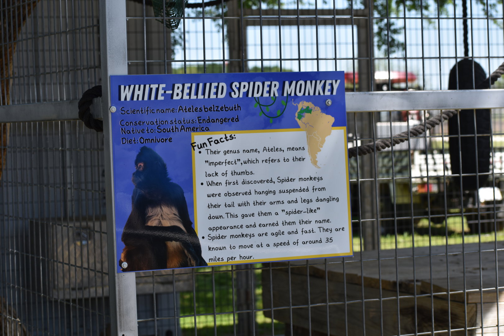 White-Bellied Spider Monkey Informational Sign