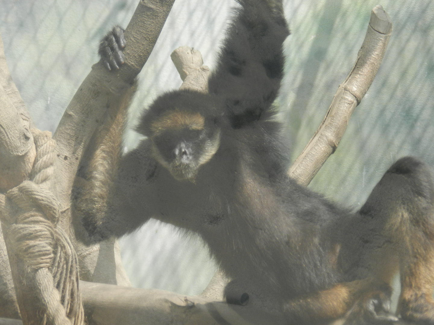 White-bellied spider monkey - Parque Zoológico Huachipa