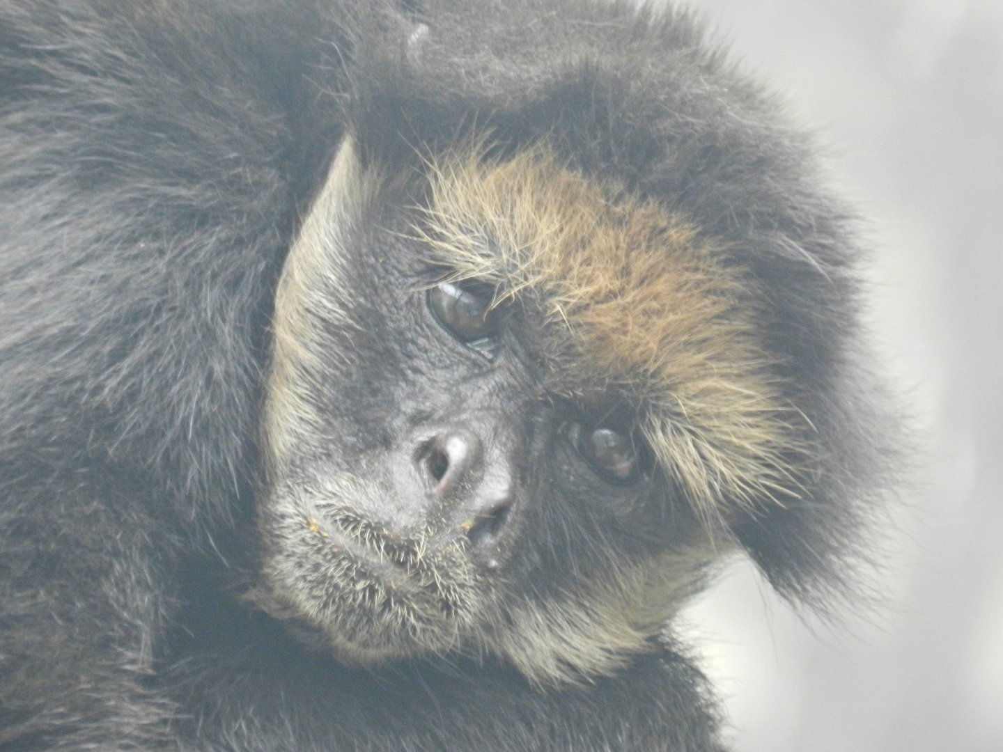White-bellied spider monkey - Parque Zoológico Huachipa