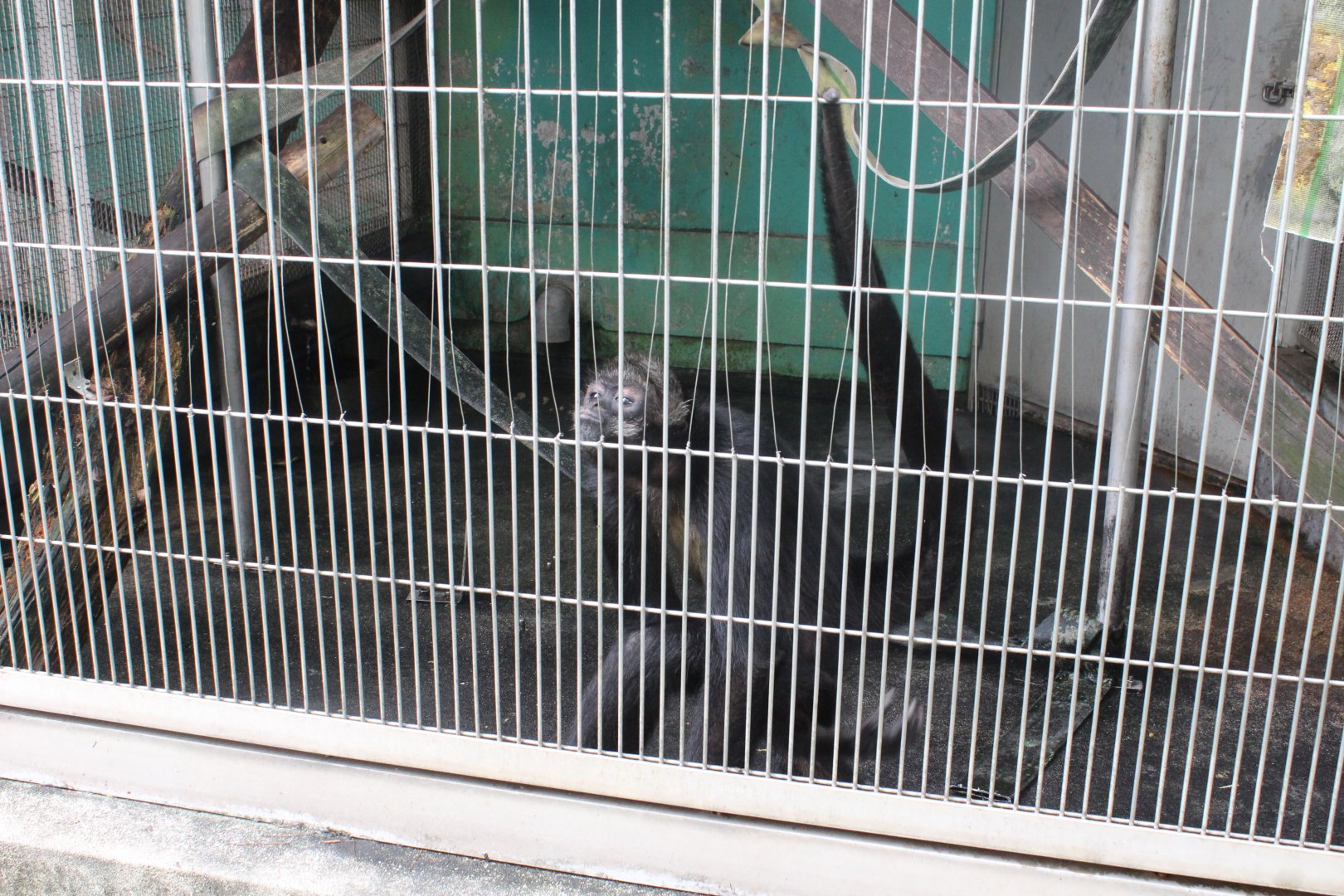 White-bellied spider monkey