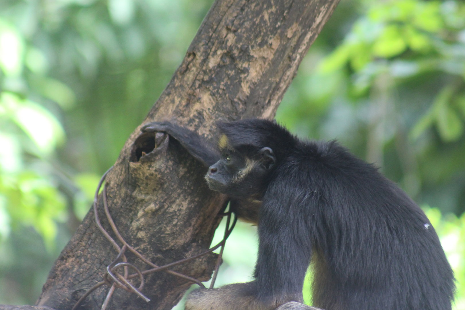 White-bellied spider monkey