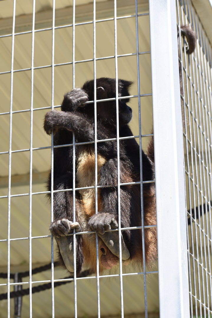 White-Bellied Spider Monkey