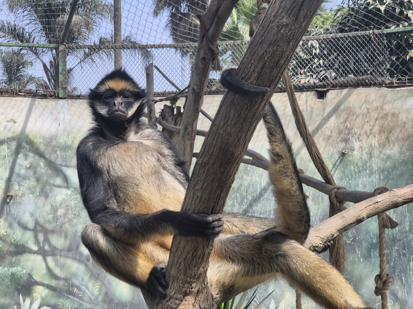 White-bellied Spider Monkey