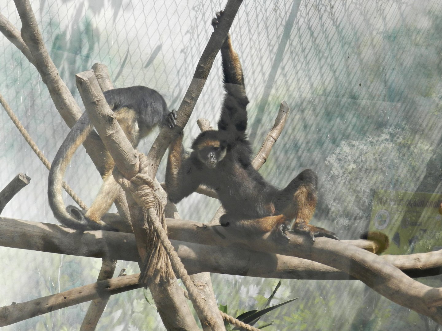 White-bellied spider monkeys - Parque Zoológico Huachipa