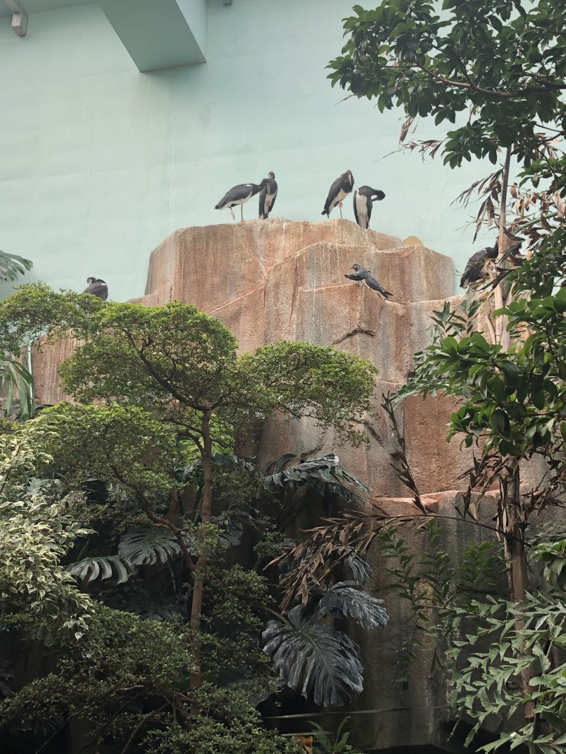 White-Bellied Storks