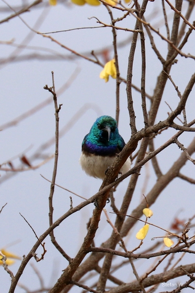 white-bellied sunbird (Cinnyris talatala)