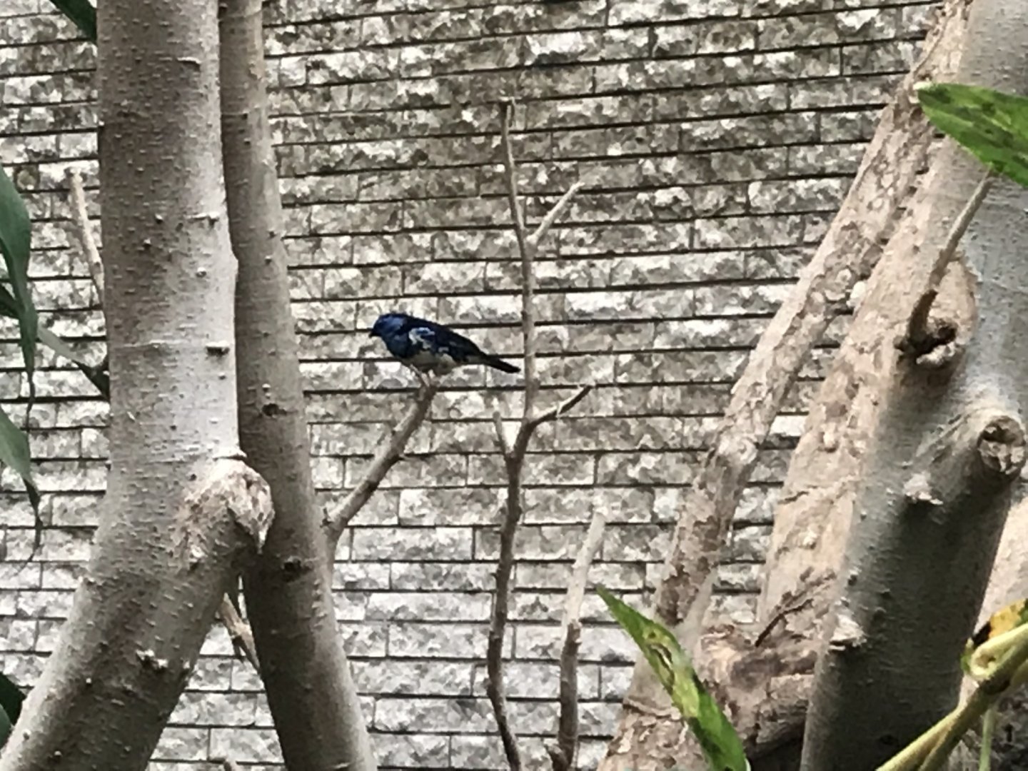 White-bellied tanager 280118
