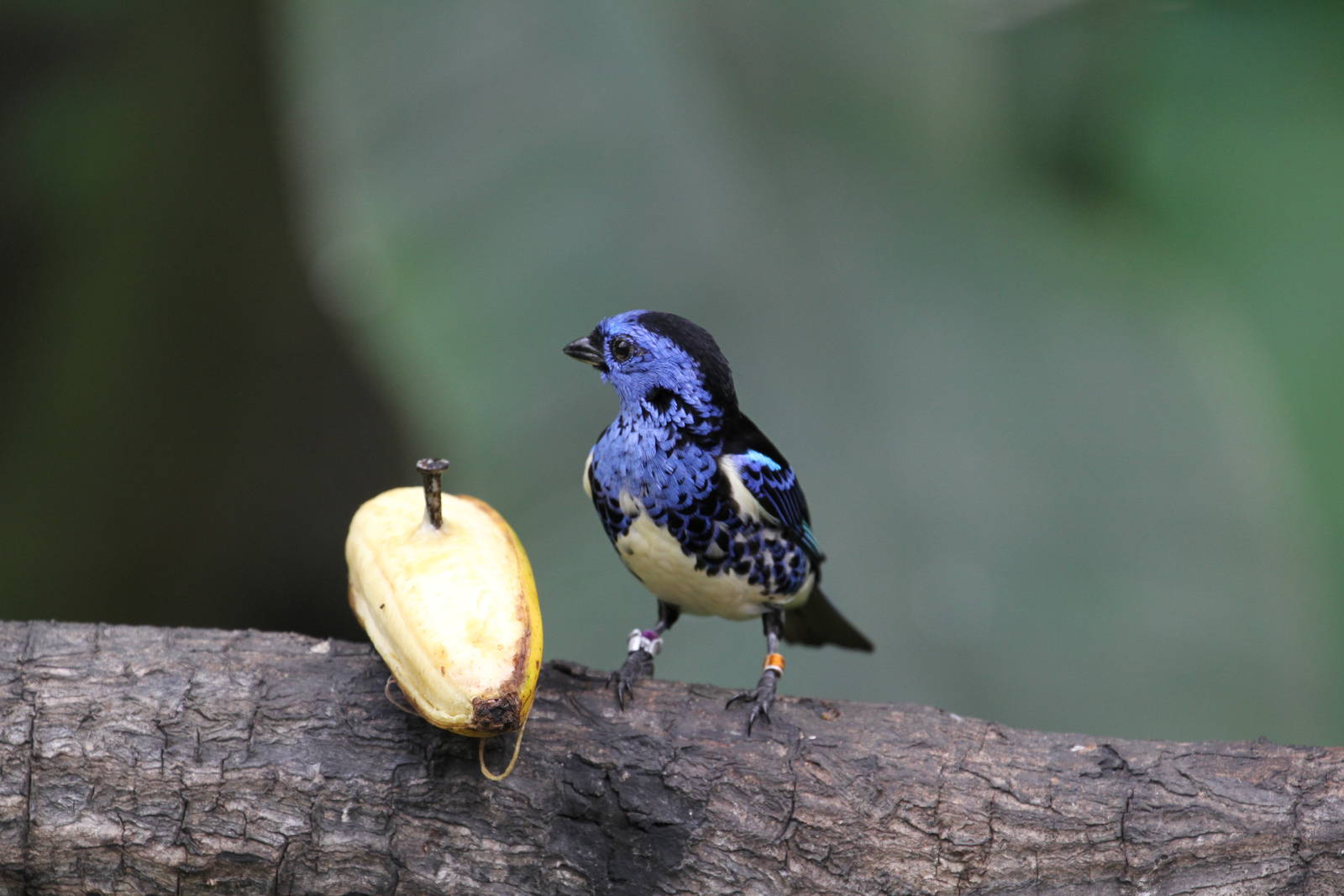 White-bellied Tanager?