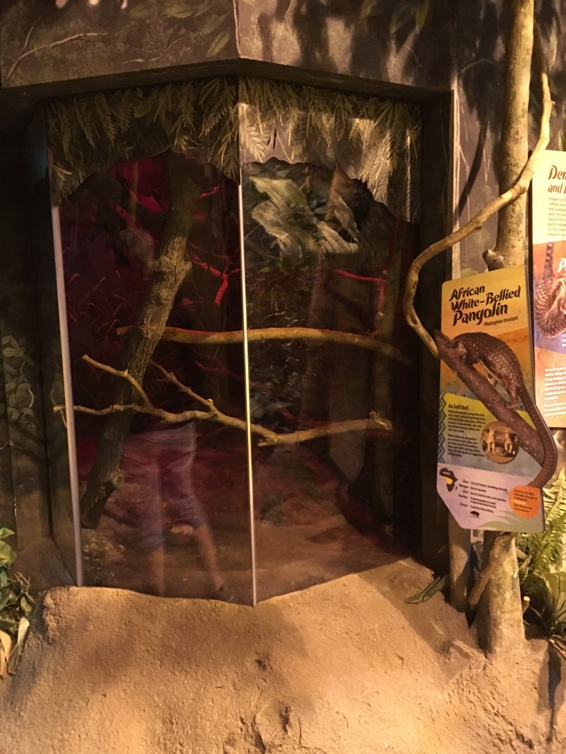 White-bellied Tree Pangolin exhibit