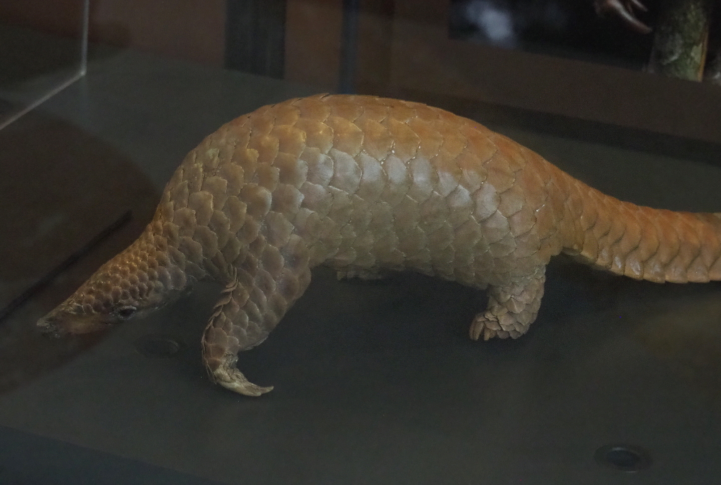 White-bellied tree pangolin specimen (Phataginus tricuspis), 2021-10-20