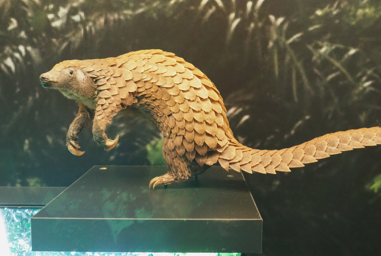 White-bellied tree pangolin specimen (Phataginus tricuspis), 2021-10-20